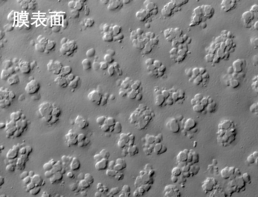 人生就是搏烧结管式膜电镜照片